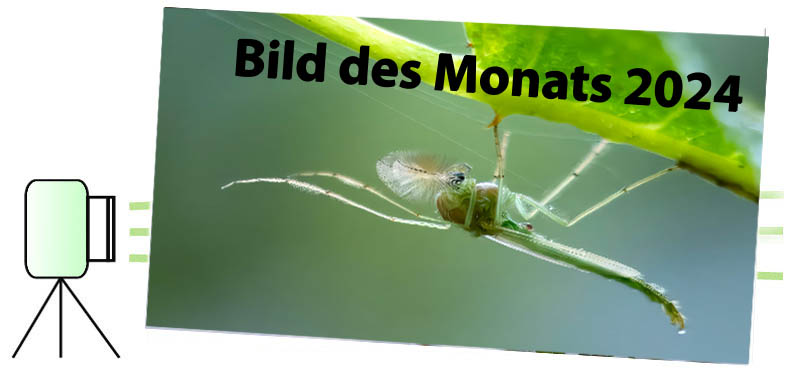 Bild des Monats 2024