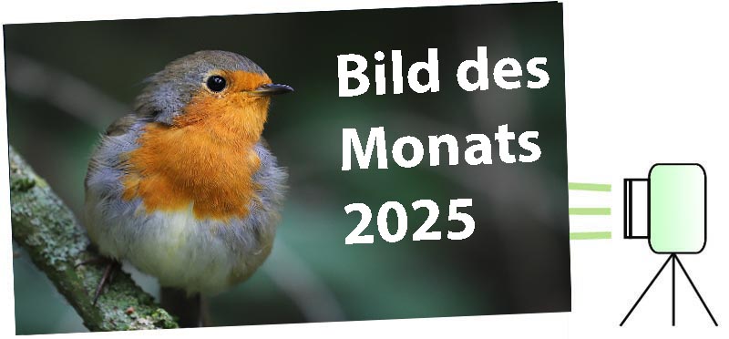 Bild des Monats 2025